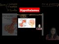 hypothalamus..#brain #education #study #biologics #shorts #shortvideo #ytshorts #youtubeshorts