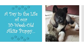 Akita Puppy | A Day in the Life of our 10 Week Old Akita | Bella Lu | American Akita
