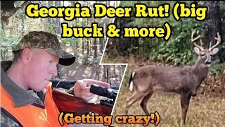 Georgia Deer Rut Bucks on the Move! (big buck & more)