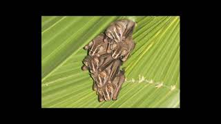 [Wikipedia] Uroderma