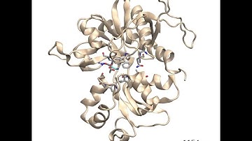 Molecular dynamics simulation of glycine bound to the GluN1 NMDA receptor agonist binding domain