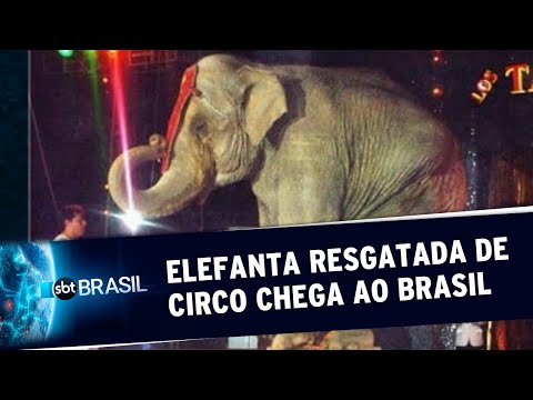 Vídeo: Os elefantes são m altratados no circo?