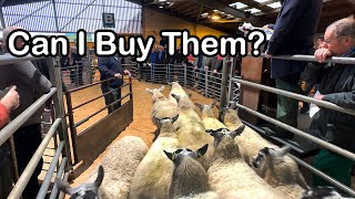 I WANT TO BUY THESE SHEEP... but so does everyone else! screenshot 4