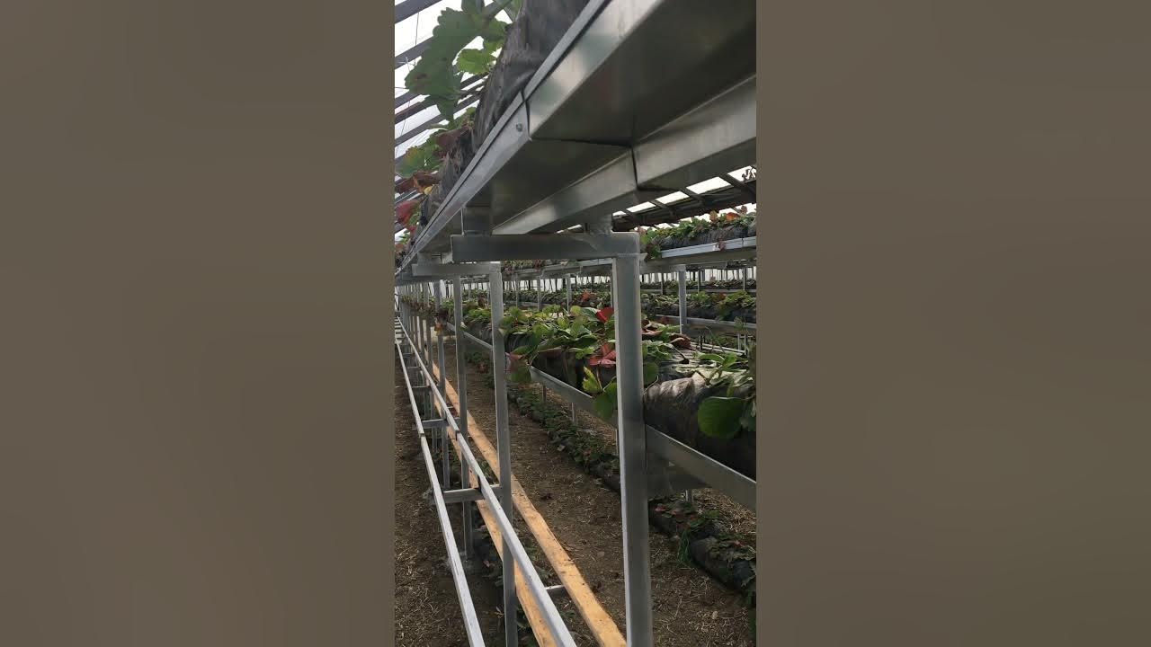 питомник аккиевых. донское симферопольский район питомник растений. питомник растений жабки егорьевский район. питомники растений в краснодаре голдрайз. питомник аккиевых.