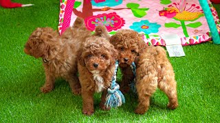 Our Adoption Process | Rising Star Golden Doodles