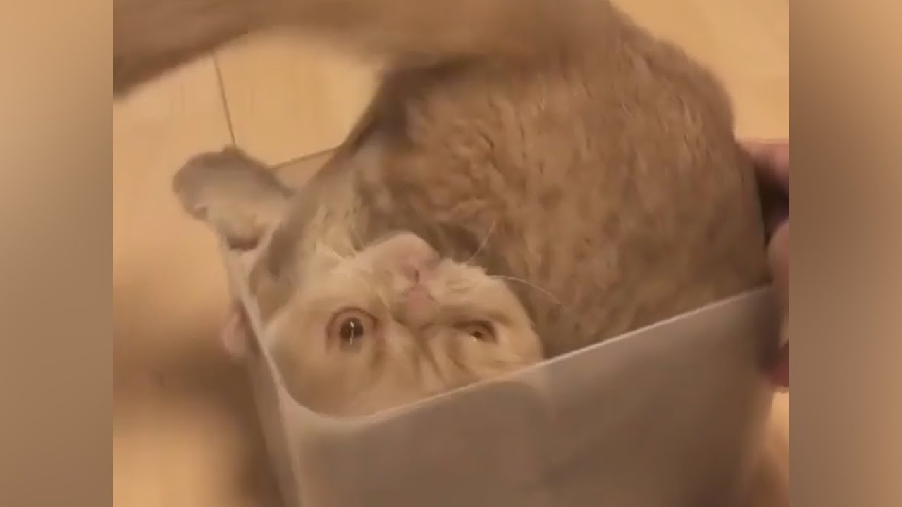 Cats In Boxes Too Small - Cats Vs Boxes Compilation 😸 - Youtube