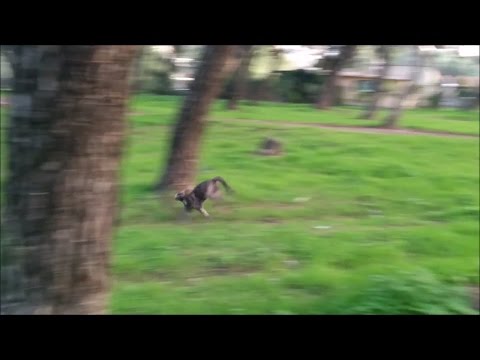 Βίντεο: Επιλέγοντας ένα σαμπουάν για μια γάτα