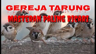 LANGSUNG NYAUT || Masteran Burung Gereja Super Efektif Bikin Gacor