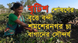 উচ্চশিক্ষিত হয়েও শোষনের বেড়াজাল ডিঙাতে পারছে না চা শ্রমিক ও তাদের সন্তানেরা |||