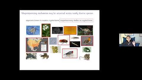 Clarice Aiello (University of California, Los Angeles) | Quanta Seminar