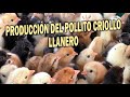 PRODUCCION DEL POLLITO CRIOLLO LLANERO