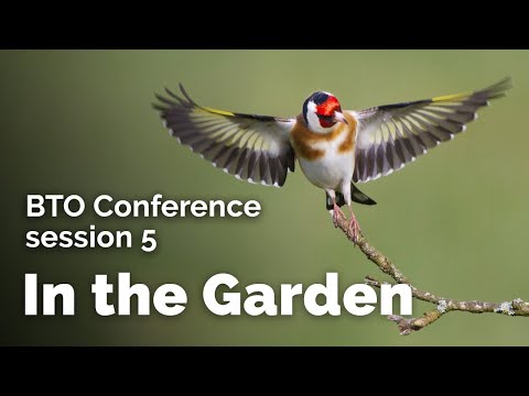 BTO Conference: Session 5 - In the Garden & Wintering Blackcaps