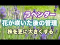 【ラベンダー】花が咲いた後の管理方法、株をさらに大きくする花摘み。