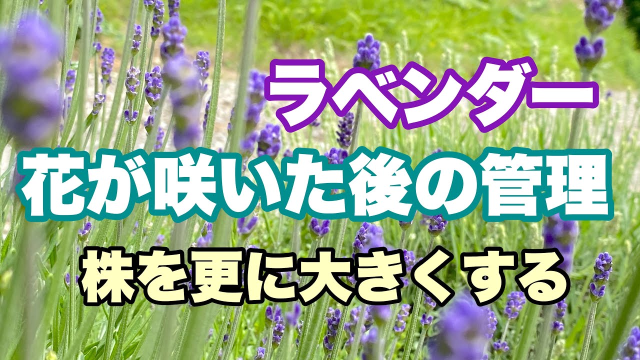 ラベンダー強剪定方法紹介 木質化した株とキレイな株を夏前に強剪定します Youtube