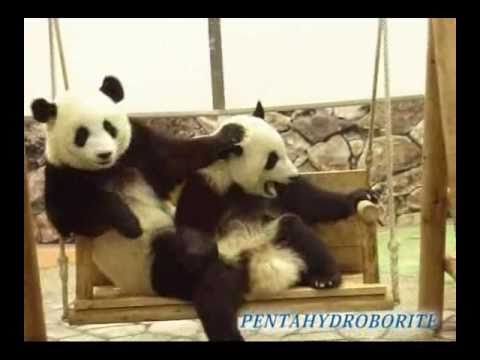 Twin Panda cub  双子のパンダ、梅浜＆永浜　アドベンチャーワールド