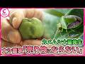 “秋の害虫” カメムシがもう大量発生！三重では“例年の42倍”　急ぐナシ農家「遅れたら命取り」