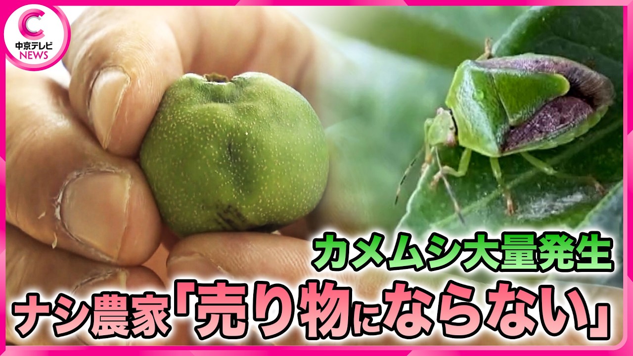 Stink bugs, a common autumn pest, are already appearing in massive