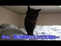 寝る間際、ソワソワし出した黒猫ビター（面白い＆可愛い猫）