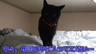 寝る間際、ソワソワし出した黒猫ビター（面白い＆可愛い猫）