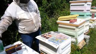Combining hives