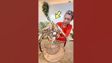 I Found THIS in my Fish Tank 🦀