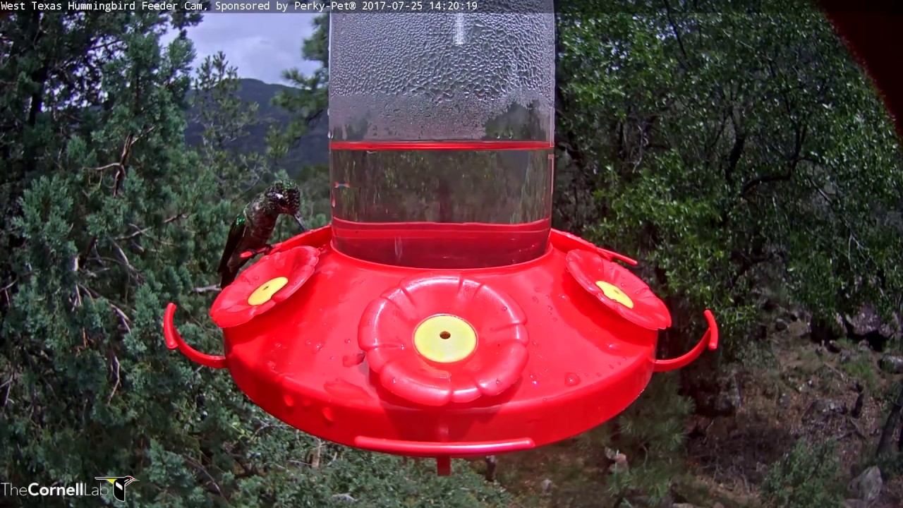 Immature Male Rivoli's Hummingbird Shows True Colors – July 25, 2017