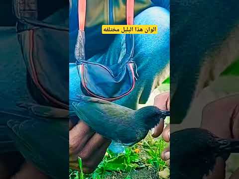 الوان هذا الذكر البلبل مختلف عن باقي البلابل الون يميل الى الاخضر بارد سبحان الله