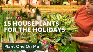 Top 15 HOLIDAY HOUSEPLANTS — Ep. 352 by Summer Rayne Oakes 16,521 views 5 months ago 15 minutes