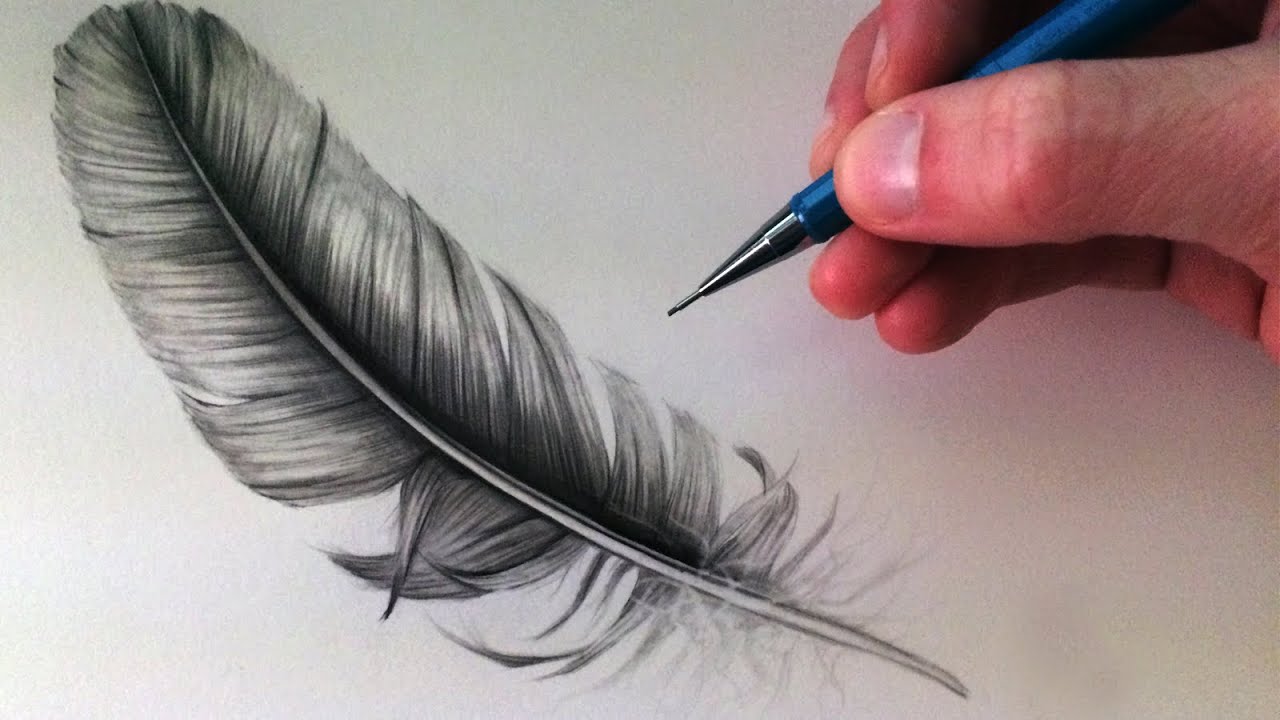 Feathers Sketch Graphics Interesting Beautiful Feather Stock Illustration  1163353432  Shutterstock