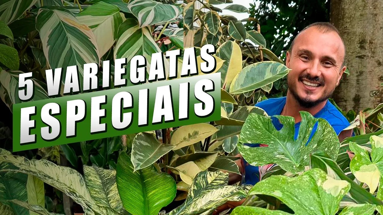 Top 5 PLANTAS VARIEGATAS para ter em casa: as mais desejadas