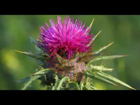 Video: Thistle (rumput) - Sifat Berguna Dan Kegunaan Tanaman. Thistle Varifolia, Ladang, Biasa, Berbulu, Taman