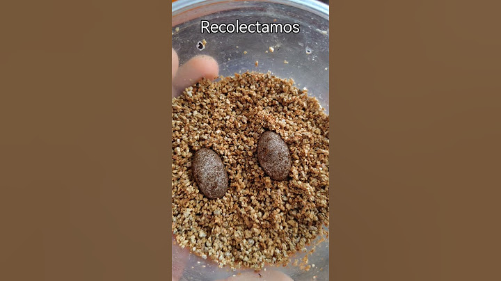 reproducción de gecko leopardo.   #gecko #geckoleopard #reptiles #reptile