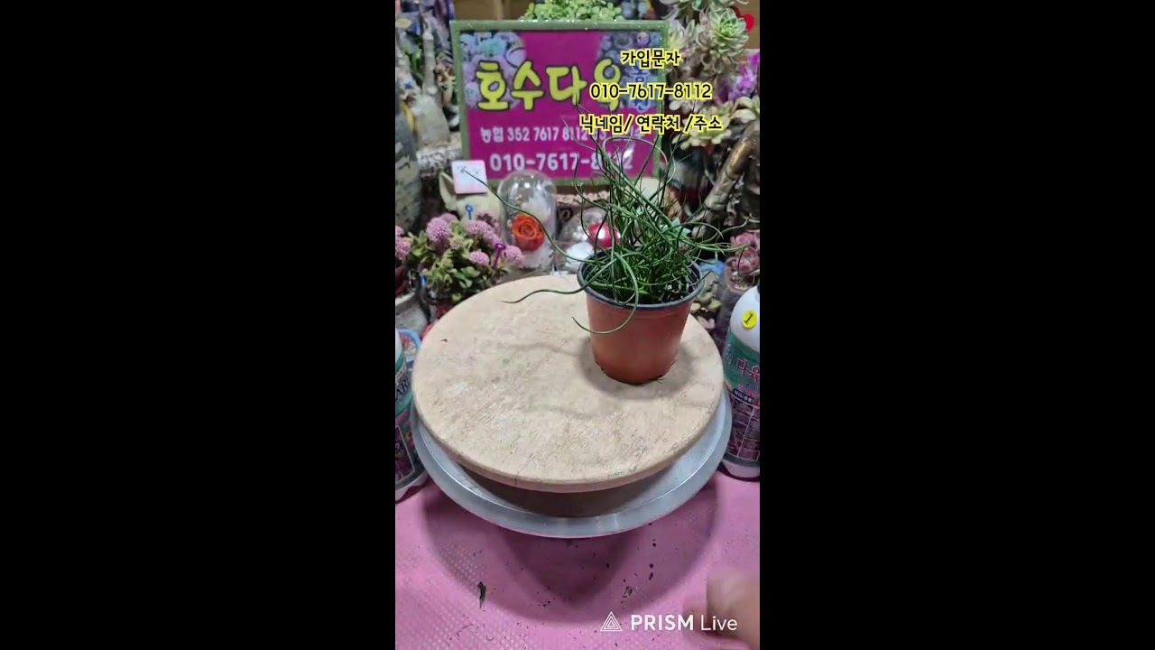 🌵호수다육농원  26.03.08 꽃시장열려요~ 육이랑 놀자 놀자요~