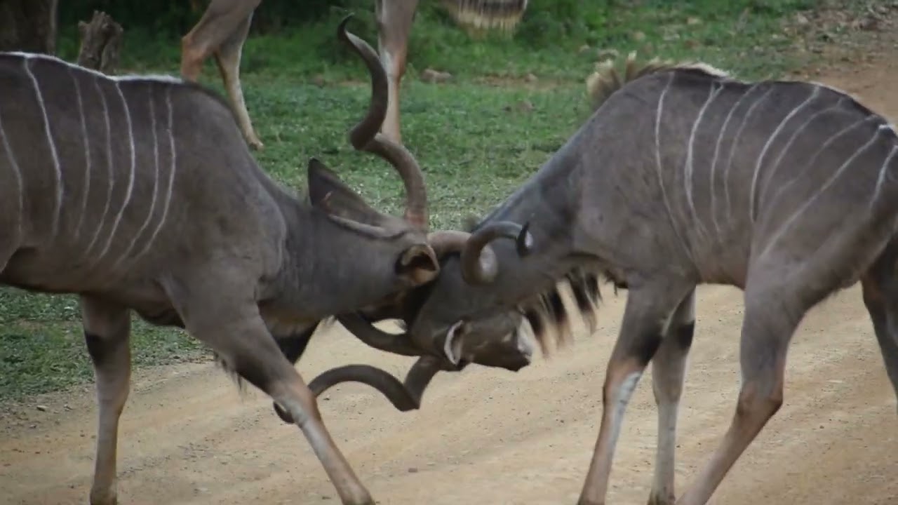 Life of a Ranger: Male Kudu fighting with horns
