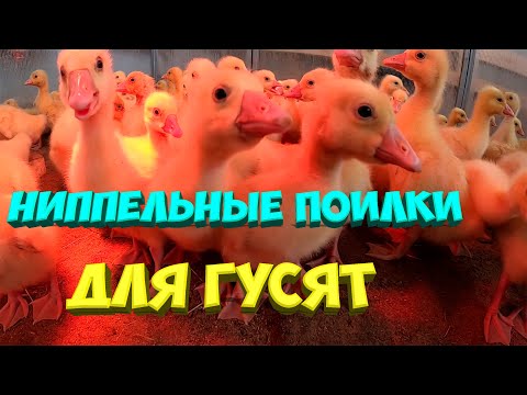 Поилка ниппельная для уток своими руками