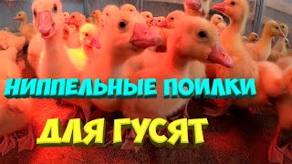 Ниппельные поилки для гусят.[Жизнь в деревне]