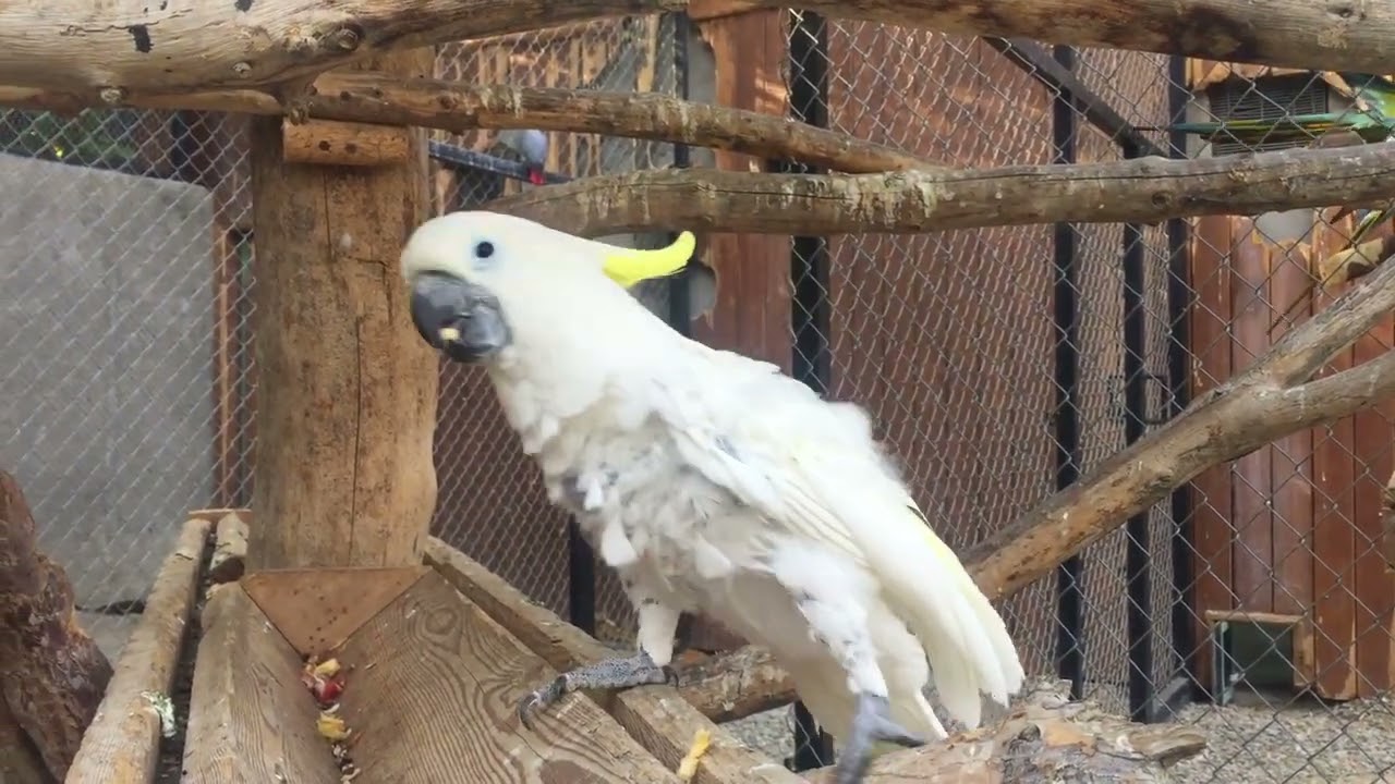 Parrot eats grapes parrot parrots birds papağan папугай tiktok