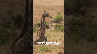 Giraffes Sleep Only 30 Minutes a Day! 🦒