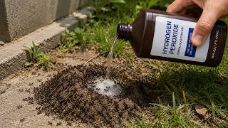 20 Pests Hydrogen Peroxide KILLS Dead Roaches, Ants, Bedbugs, Fleas & More