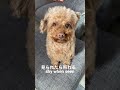 犬日常175#犬#いぬ#dog#toypoodle#トイプードル#tiktok#shorts#ショート#shygirl#狗#hund#youtubeshorts#かわいい #神 #god#女の子