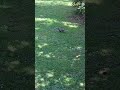 Squirrel in corkapark #nature #wildlife #viral #ireland #animals #beautiful @G.O.BOUTDOORS