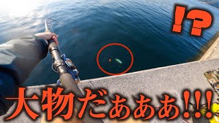 【離島釣り車中泊旅】必殺アジの泳がせに大物が食らいついた！編③【九州一周釣り旅】#28