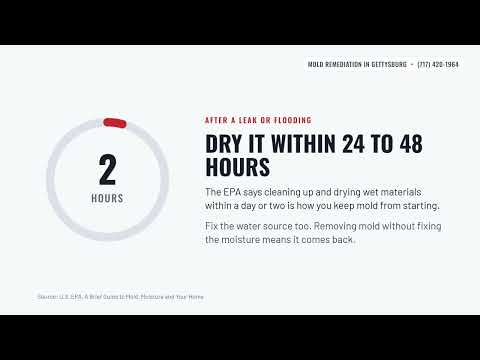 Mold Remediation Gettysburg PA: Wet Basement? What to Do First