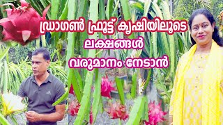 ഡ്രാഗൺ ഫ്രൂട്ട് വേഗത്തിൽ കായ്ക്കാൻ ശ്രദ്ധിക്കേണ്ടതെല്ലാം Dragon Fruit Farming |  Dragon Fruit Krishi