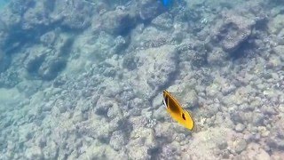 Swimming With A Honu Kauaii, Poipu Beach