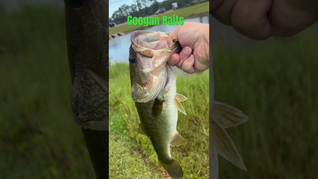 Fishing with Googan Baits - The Bumper