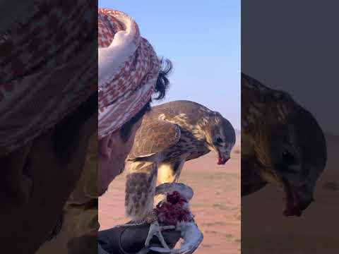 ي طير انا في خوتك خاطري غير