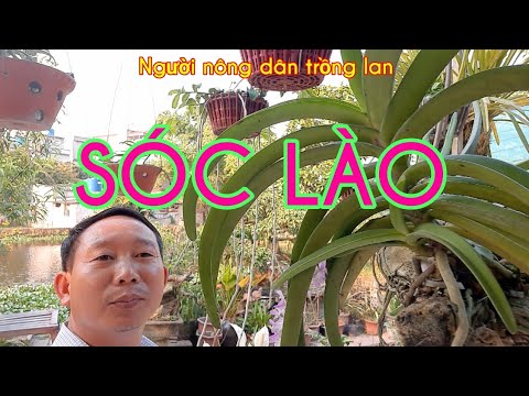 LAN SÓC LÀO - (Aerides multiflora) | Foci