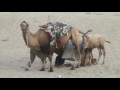 Middle of video