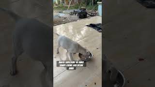 Subscribe dari kalian sangat membantu sekali untuk itu mohon bantuannya untuk subscribe ya tmn2